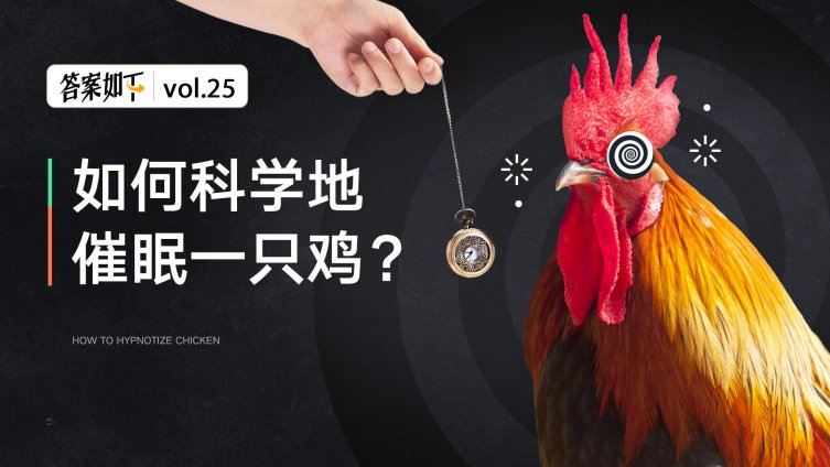 科普:如何催眠一只鸡?